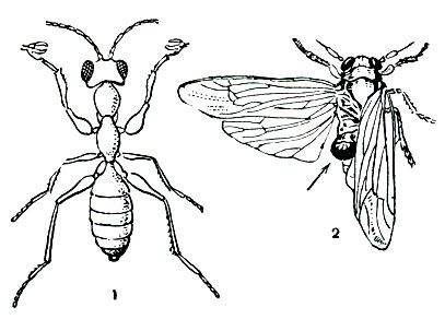 Рис. 375. Дрииниды: 1 - самка дрииниды (Gonatopus); 2 - цикадка с капсулой (указана стрелкой), в которой развивается личинка дрииниды