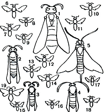 Таблица 50. Перепончатокрылые: 1 - сколия-гигант (Scolia maculata); 2, 3, 4 - шершень (Vespa crabro), самка, рабочий, самец; 5 - большой еловый рогохвост (Sirex gigas); 6-18 - осы-блестянки: 6 - Parnopes grandior, 7 - Euchroeus purpuratus; 8 - Notozus pyrosomus, 9 - Holopyga amoenula, 10 - Stilbum sp., 11 - Chrysis fulgida, 12 - Hedychrum sp., 13, 14 - Chrysis sp., 15 - Ch. ruhdi, 16 - Gh. dichroa, 17 - Gh. analis, 18 - Pseudochrysis neglecta; 19 - зеленый пилильщик (Rhogogaster viridis)