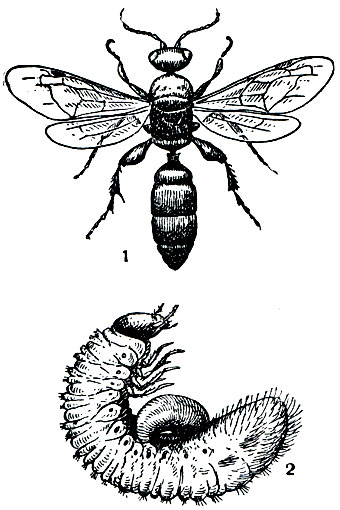 Рис. 376. Тифия Tiphia popillivora: 1 - взрослое насекомое; 2 - личинка, пожирающая личинку японского жука