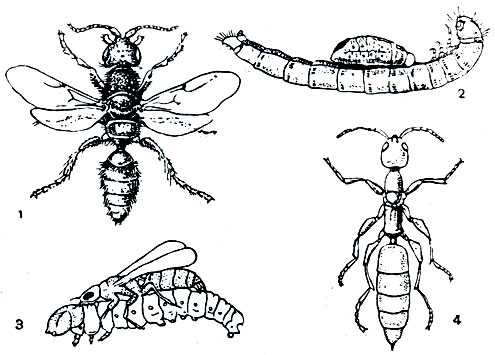 Рис. 377. Бетилиды: 1 - эпирис (Epyris extraneus); 2 - молодая личинка эпириса на личинке жука-чернотелки; 3 - самка гониозуса (Goniozus claripennis), парализующая гусеницу виноградной листовертки; 4 - самка склеродермы (Scleroderma domestica)