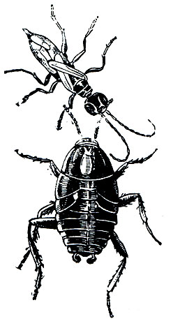 Рис. 380. Долихурус (Dolichurus stantoni) тащит парализованного таракана