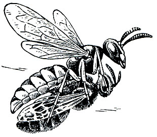 Рис. 382. Пчелиный волк (Philanthus triangulum) с добычей - медоносной пчелой