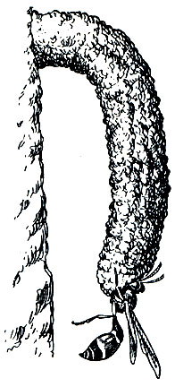 Рис. 384. Вход в норку шипоногой стенной осы (Odynerus spinipes)