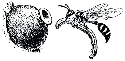 Рис. 385. Пилюльная оса (Eumenes) несет гусеницу в гнездо-кувшинчик