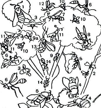 Таблица 51. Перепончатокрылые на цветах: 1 - цимбекс (Cimbex); 2 - хлебный пилильщик (Ceplius pygmaeus); 3 - андрена (Andrena); 4 - шмели (Bombus); 5 - фиолетовый шмель-плотник (Xylocopa violacea); 6 - аммофила песчаная (Ammophila sabulosa); 7 - помпил дорожный (Pompilus viaticus); 8 - французская оса (Polistes gallicus) на гнезде; 9, 9а - немка Dasylabris maura, самка и самец; 10 - номада (Nomada); 11 - наездник ихневмон (Ichneumon); 12 - метоха наездниковидная (Methocha ichneumonoides), самец; 13 - наездник офион (Ophion); 14 - красногрудый муравей-древоточец(Gamponotus herculeanus)