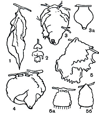 Таблица 52. Гнезда общественных ос: 1 - Protopolybia sp.; 2 - Ichnogaster mellyi; 3 - лесной осы (Vespa silvestris); 3а - схема внутреннего строения гнезда лесной осы; 4 - Nectarina sp.; 5 - Polybia sp.; 5a - схема строения гнезда Polybia sedula; 5б - то me, P. rejecta