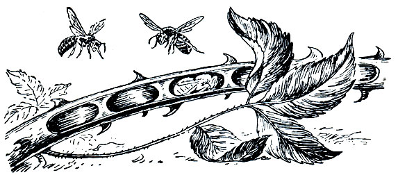 Рис. 388. Золотистая осмия(Osmia aurulenta) и ее гнездо в стебле ежевики