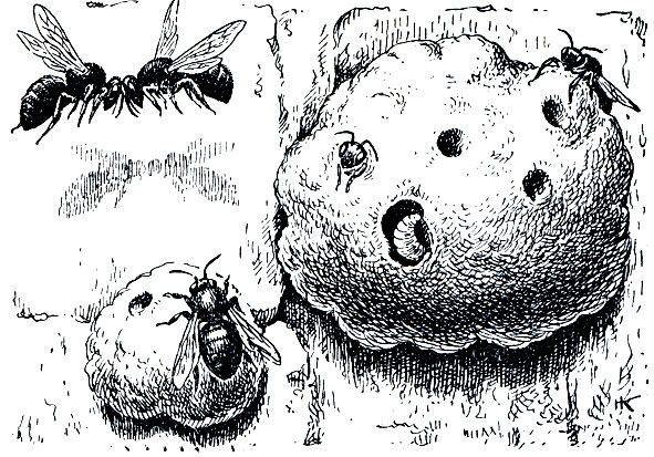 Рис. 389. Пчелы-каменщицы (Chalicodoma muraria) и их гнезда