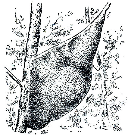 Рис. 393. Гнездо индийской пчелы (Apis dorsata)