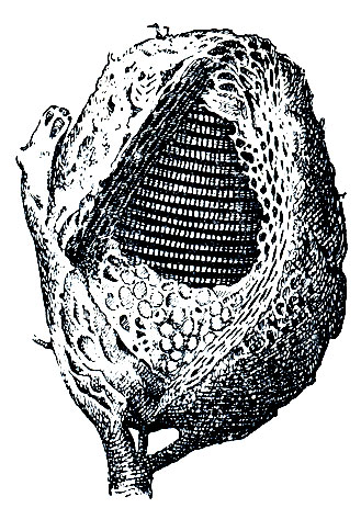 Рис. 394. Гнездо мелипоны (Меlipona)