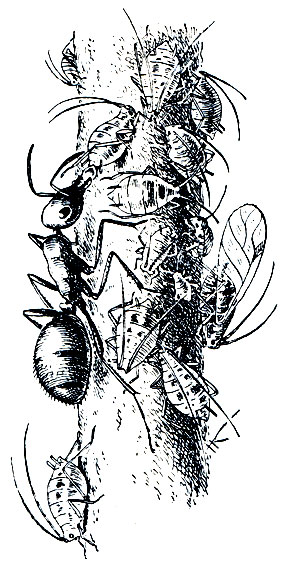 Рис. 396. Рабочий рыжего лесного муравья в колонии тлей