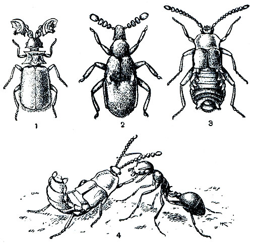Рис. 398. Сожители муравьев: 1 - пауссус (Paussus spiniceps); 2 - ощупник (Claviger testaceus); 3 - атемелес (Atemeles pubicollis); 4 - атемелес, просящий пищу у муравья (Myrmica)