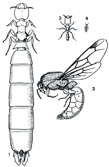 Рис. 400. Африканские бродячие муравьи (Dorylus helvosus): 1 - самка; 2 - самец; 3 - солдат; 4 - рабочий