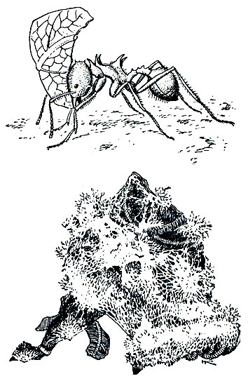 Рис. 401. Муравьи-листорезы (Acromyrmex): вверху - муравей, несущий кусок листа, внизу - кусок пережеванной массы листьев с проросшими гифами гриба