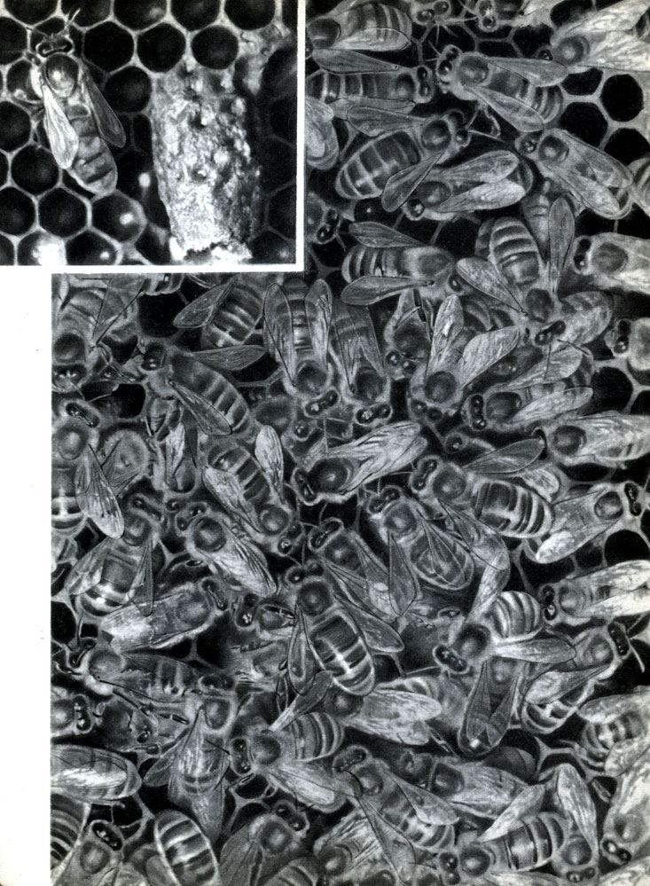 Таблица 53. Пчелы на сотах: в центре - танцующая пчела, окруженная рабочими; вверху слева - ячейки для выведения рабочих и маточник