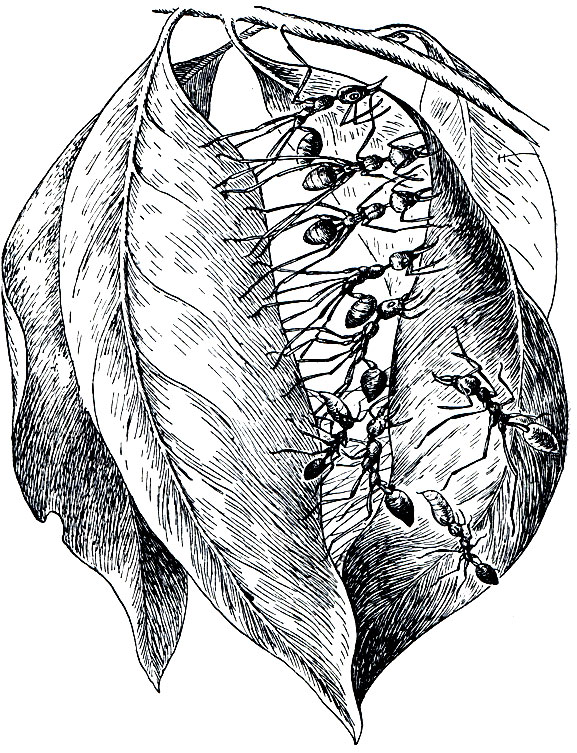 Рис. 403. Муравьи-портные (Oecophylla smaragdina)