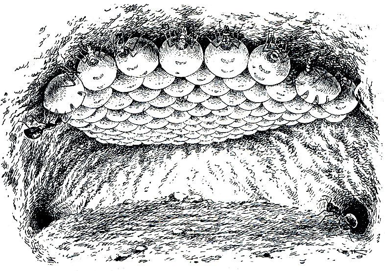 Рис. 404. 'Медовые бочки' на потолке камеры гнезда американского медового муравья (Myrmecocystus hortideorum). Вверху слева и внизу видны обычные рабочие