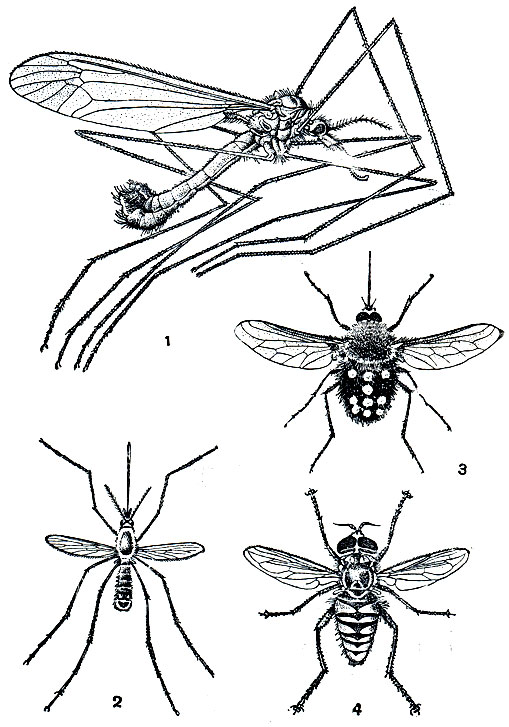 Рис. 405. Общий вид двукрылых: 1 - комар-долгоножка Tipula lunata; 2 - комар Megarrhinus christophi; 3 - жужжало Bombylius sticticus; 4 - журчалка Spilomyia digitata
