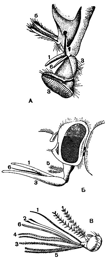 Рис. 407. Ротовые части двукрылых: А - комнатной мухи; Б - мухи-жигалки; В - самки комара; 1 - верхняя губа; 2 - верхние челюсти; 3 - нижняя губа; 4 - нижние челюсти; 5 - нижнечелюстные щупики; 6 - подглоточник