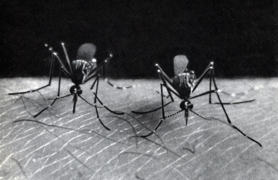 Таблица 56. Кровососущие двукрылые. Желтолихорадочные комары (Aedes aegypti), сосущие кровь