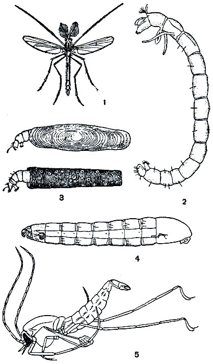 Рис. 411. Комары-звонцы, или дергуны: 1, 2 - дергун (Tendipes pedellus) и его личинка; 3 - личинки комаров-дергунов в домиках; 4,5 - червеобразная самка и самец понтомии (Pontomyia natans)