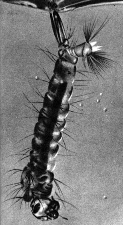 Таблица 57. Двукрылые и их личинки. Личинки комара-пискуна (Culex pipjens) у поверхности воды