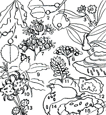Таблица 58. Личинки галлиц, питающиеся мицелием грибов, и галлы, вызываемые галлицами на растениях: 1 - галлы дубовой широколопастной галлицы (Macrodiplosis dryobia) на листьях дуба; 2 - галлы осиновой черешковой (Syndiplosis petioli) и осиновой двусторонней (Harmandia cavernosa) галлиц на листьях осины; 3 - галлы ивовой розообразующей галлицы (Rhabdophaga rosaria) на иве; 4 - галлы липовой черешковой галлицы (Contarinia tiliarum) на черешках листьев липы; 5 - галлы цветочной астеролобии (Asterolobia asteris) на соцветиях астры; 6 - галлы обыкновенной ивовой галлицы (Rhabdophaga salicis) на побегах ивы; 7 - галлы репчатой астеролобии (Asterolobia doellingeriae) на цветках астры; 8 - галлы пижмовой галлицы (Rhopalomyia tanaceticola) на цветках пижмы; 9 - галлы верониковой верхушечной галлицы (Jaapiella veronicae) на веронике; 10 - галлы шишковидной солянковой галлицы (Asiodiplosis syrdarjensis) на солянке; 11 - галлы клеверной цветочной галлицы (Dasyneura leguminicola) на цветках клевера; 12 - колония личинок миастора (Miastor metraloas) под корой березы; 13 - галлы почковой солянковой галлицы (Asiodiplosis deserta) на солянке; 14 - личинки ржавчинной галлицы (Mycodiplosis pucciniae) на ржавчинных грибках; 15 - личинки подстилочной галлицы голонеуруса (Holoneurus sp.) на гниющих листьях в лесу
