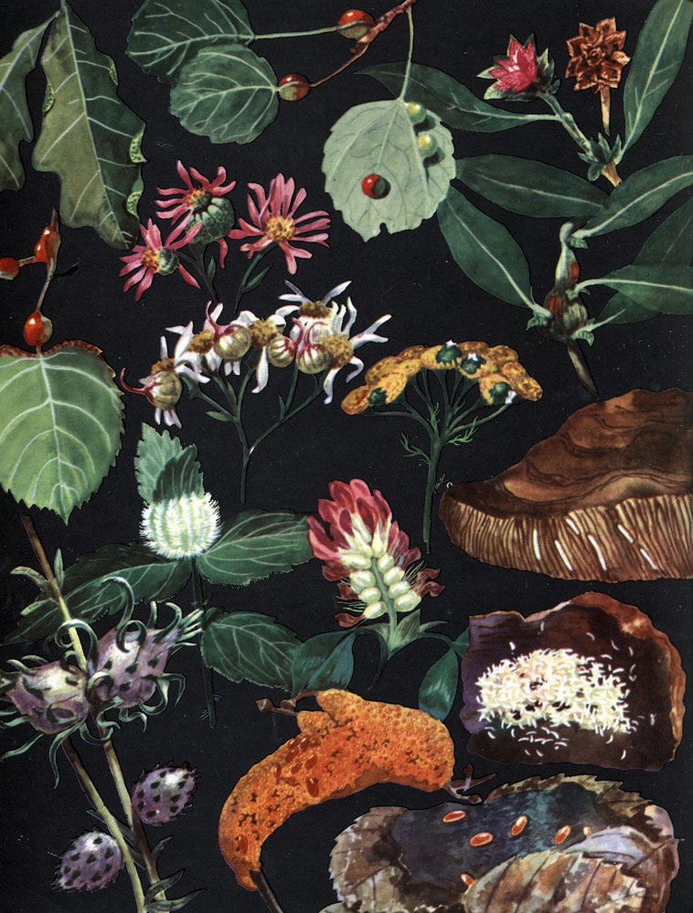 Таблица 58. Личинки галлиц, питающиеся мицелием грибов, и галлы, вызываемые галлицами на растениях: 1 - галлы дубовой широколопастной галлицы (Macrodiplosis dryobia) на листьях дуба; 2 - галлы осиновой черешковой (Syndiplosis petioli) и осиновой двусторонней (Harmandia cavernosa) галлиц на листьях осины; 3 - галлы ивовой розообразующей галлицы (Rhabdophaga rosaria) на иве; 4 - галлы липовой черешковой галлицы (Contarinia tiliarum) на черешках листьев липы; 5 - галлы цветочной астеролобии (Asterolobia asteris) на соцветиях астры; 6 - галлы обыкновенной ивовой галлицы (Rhabdophaga salicis) на побегах ивы; 7 - галлы репчатой астеролобии (Asterolobia doellingeriae) на цветках астры; 8 - галлы пижмовой галлицы (Rhopalomyia tanaceticola) на цветках пижмы; 9 - галлы верониковой верхушечной галлицы (Jaapiella veronicae) на веронике; 10 - галлы шишковидной солянковой галлицы (Asiodiplosis syrdarjensis) на солянке; 11 - галлы клеверной цветочной галлицы (Dasyneura leguminicola) на цветках клевера; 12 - колония личинок миастора (Miastor metraloas) под корой березы; 13 - галлы почковой солянковой галлицы (Asiodiplosis deserta) на солянке; 14 - личинки ржавчинной галлицы (Mycodiplosis pucciniae) на ржавчинных грибках; 15 - личинки подстилочной галлицы голонеуруса (Holoneurus sp.) на гниющих листьях в лесу