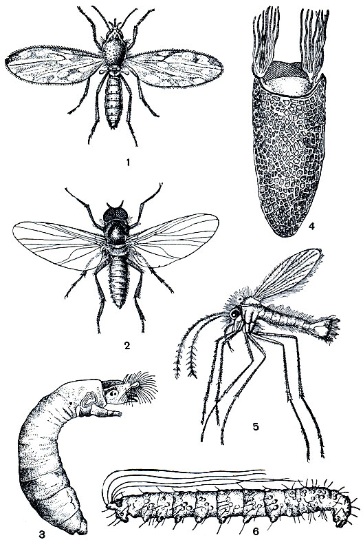 Рис. 412. Кровососущие длинноусые двукрылые: 1 - мокрец Gulicoides nebeculosus; 2 - широконогая мошка (Eusimulium latipes); 3, 4 - личинка и куколка мошек; 5 - москит Phlebotomus papatasii; 6 - личинка большого москита (Ph. major)