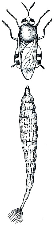 Рис. 415. Львинка обыкновенная (Stratiomyia chamaeleon) и ее личинка