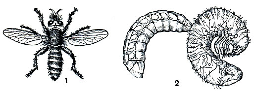 Рис. 417. Мухи из семейства ктырей: 1 - рыжая ляфрия (Laphria flava); 2 - личинка ктыря Promachus vertebratus, нападающая на небольшую личинку хруща