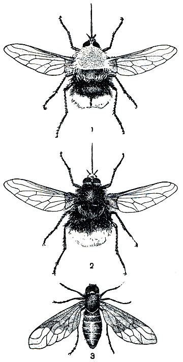 Рис. 418. Мухи-жужжалы: 1, 2 - самец и самка Bombylius discoideus; 3 - черная траурница (Anthrax morio)