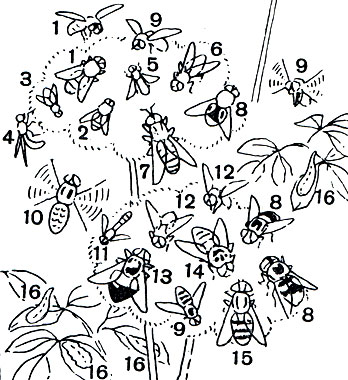 Таблица 59. Мухи-журчалки: 1 - обыкновенная пчеловидка (Eristalis tenax); 2 - огородная пчеловидка (E. horticola); 3 - сирф веночный (Syrphus corollae); 4 - пискунья (Syritta pipiens); 5 - ксилота (Xylota tarda); 6 - ильница (Tubifera pendula); 7 - журчалка осовидная (Temnostoma vespiforme); 8 - шмелевидка обыкновенная (Volucella bombylans); 9 - сирф перевязанный (Syrphus ribesii); 10 - полулунный сирф (S. semilunaris); 11 - сферофория украшенная (Sphaerophoria scripta); 12 - хилозия изменчивая (Ghilosia variabilis); 13 - мохнатка прозрачная (Volucella pellucens); 14 - журчалка цветочная (Myiatropa florea); 15 - мохнатка поперечнополосатая (Volucella inanis); 16 - личинки журчалок