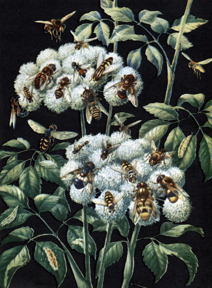 Таблица 59. Мухи-журчалки: 1 - обыкновенная пчеловидка (Eristalis tenax); 2 - огородная пчеловидка (E. horticola); 3 - сирф веночный (Syrphus corollae); 4 - пискунья (Syritta pipiens); 5 - ксилота (Xylota tarda); 6 - ильница (Tubifera pendula); 7 - журчалка осовидная (Temnostoma vespiforme); 8 - шмелевидка обыкновенная (Volucella bombylans); 9 - сирф перевязанный (Syrphus ribesii); 10 - полулунный сирф (S. semilunaris); 11 - сферофория украшенная (Sphaerophoria scripta); 12 - хилозия изменчивая (Ghilosia variabilis); 13 - мохнатка прозрачная (Volucella pellucens); 14 - журчалка цветочная (Myiatropa florea); 15 - мохнатка поперечнополосатая (Volucella inanis); 16 - личинки журчалок