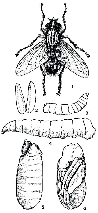 Рис. 423. Комнатная муха (Musca domestica) и ее превращение: 1 - общий вид насекомого; 2 - яйца; 3 - личинка первого возраста; 4 - взрослая личинка; 5 - пупарий; 6 - куколка, вынутая из пупария