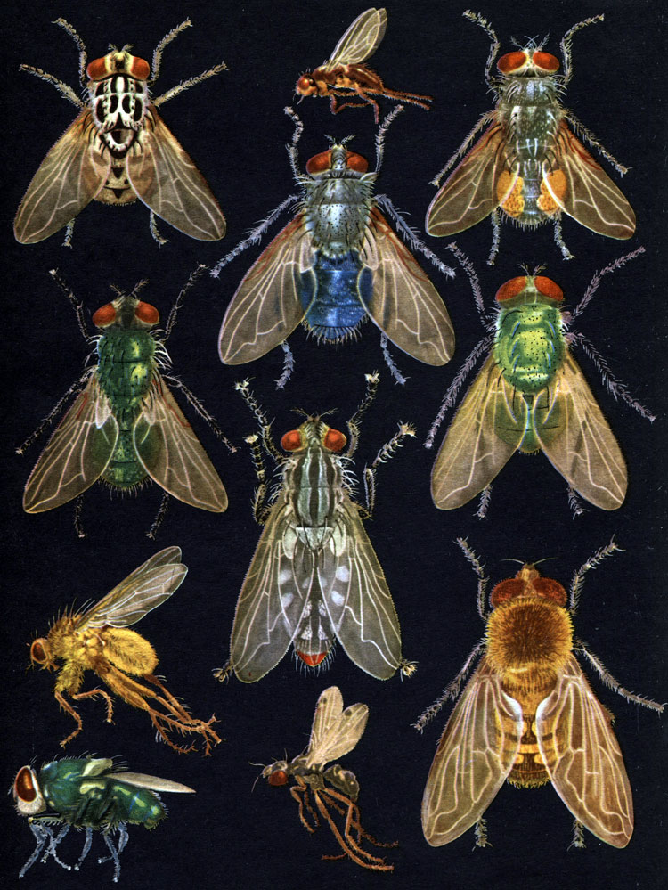 Таблица 60. Сопутствующие человеку (синантропные) двукрылые: 1 - пятнистая графомия (Graphomyia maculata); 2 - сырная муха (Piophila casei); 3 - полевая муха (Musca autumnalis); 4 - уральская падальная муха (Calliphora uralensis); 5 - зеленая падальная муха (Lucilia sericata); 6 - краснохвостая мясоедка (Coprosarcophaga haemorrhoidalis); 7 - ортеллия (Ortellia caesarion); 8 - рыжая навозница (Scatophaga stercoraria); 9 - хризомия (Chrysomyia albiceps); 10 - муравьевидка (Sepsis sp.); 11 - обыкновенная пчеловидка (Eristalis tenax)