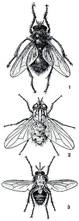 Рис. 424. Настоящие мухи: 1 - большая навозница (Mesembrina mystacea); 2 - осенняя жигалка (Stomoxys calcitrans); 3 - муха це-це (Glossina palpalis)