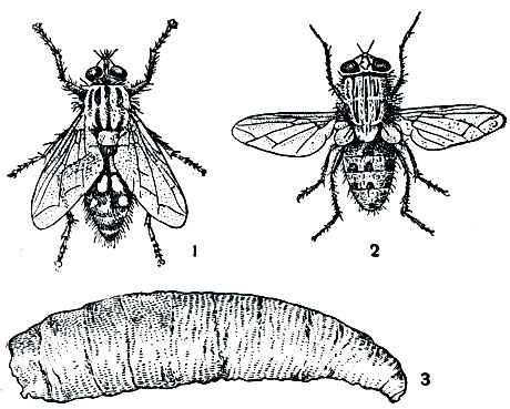 Рис. 425. Серые мясные мухи: 1 - обыкновенная мясная муха (Sarcophaga carnaria); 2, 3 - вольфартова муха (Wohlfahrtia magnifica) и ее личинка