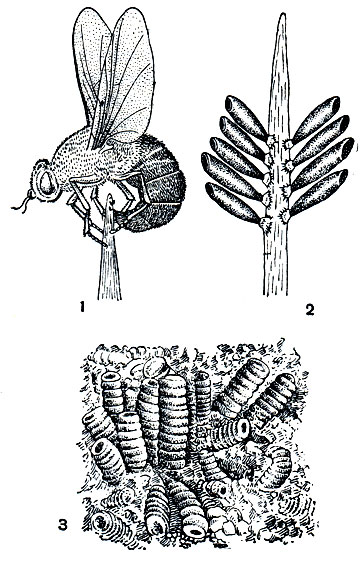 Рис. 427. Овод-травняк (Gastrophilus pecorum): 1 - самка, откладывающая яйца на траву; 2 - отдельная кладка яиц; 3 - личинки оводов в желудке лошади