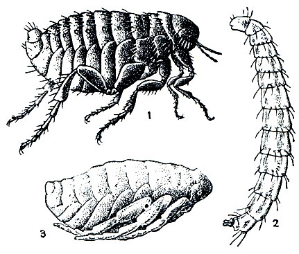 Рис. 430. Блоха человечья (Pulex irritans): 1 - взрослое насекомое; 2 - личинка; 3 - куколка