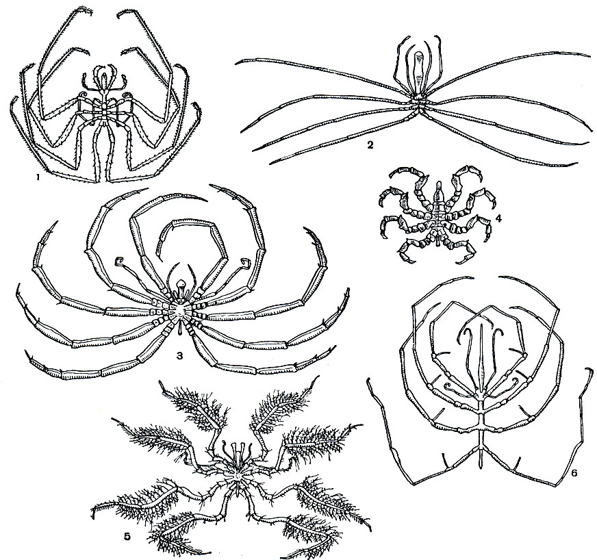 Рис. 432. Различные формы морских пауков: 1 - Nymphon distensum; 2 - Colosscndeis; 3 - Decalopoda australis; 4 - Pycnogonum littorale; 5 - Nymphopsis korotnewi; 6 - Pantopietta weberi