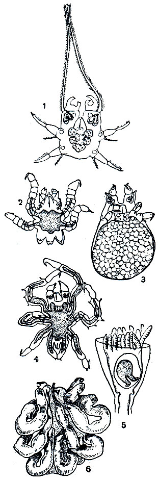 Рис. 434. Различные личиночные стадии морских пауков: 1, 2 - Pycnogonum littorale; 3, 4 - Chaetonymphon spinosum; 5, 6 - Anoplodactylus petiolatus