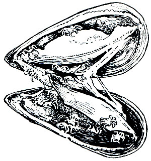 Рис. 436. Achelia chelata в мантийной полости двустворчатого моллюска Mytilus