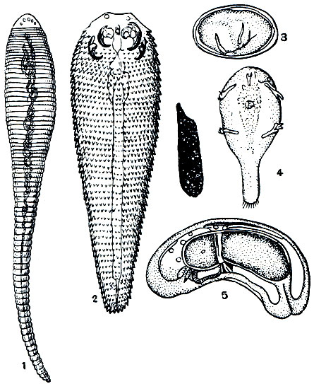 Рис. 437. Linguatula serrata: 1 - самка; 2 - шиповатая личинка; 3 - яйцо с зародышем; 4 - личинка раннего возраста; 5 - более поздняя личинка