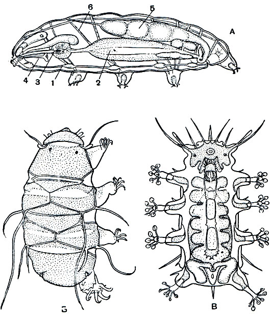 Рис. 438. Тихоходки: А - Macrobiotus hufelandi, самка сбоку; Б - Echiniscus trisetosus; В - морская тихоходка Batillipes minis; 1 - брюшные нервные ганглии; 2 - средняя кишка; 3 - сосательное расширение глотки; 4 - ротовые стилеты; 5 - яичник; 6 - мышцы