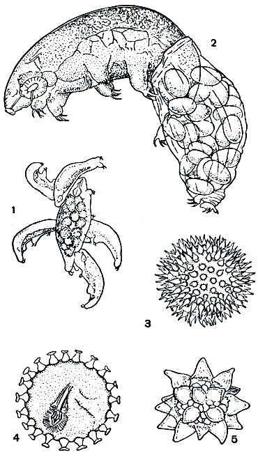 Рис. 439. Размножение тихоходок: 1 - Hypsibius megalonyx, пять самцов, окруживших самку при спаривании; 2 - самка H. megalonyx, откладывающая яйца в сброшенную линечную шкурку; 3-5 - яйца тихоходок разных видов