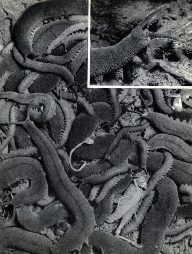 Таблица 61. Онихофоры Peripatopsis moseleyi: в верху справа - передний конец тела