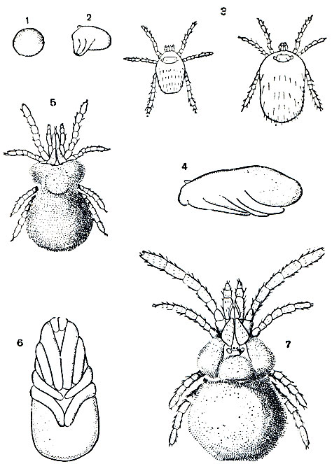 Рис. 136. Домовые тараканы: слева - прусак (Blattella germanica); справа - черный (Blatta orientalis); 1 - самец; 2 - самка; 3 - самка с оотекой