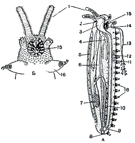 Рис. 440. Строение онихофор: А - вскрытая онихофора; Б - головной конец тела онихофоры снизу; 1 - антенны; 2 - глазок; 3 - головной мозг; 4 - слюнная железа; 5 - сердце; 6 - кишечник; 7 - яичник; 8 - анальное отверстие; 9 - половое отверстие; 10 - матка; 11 - выделительные органы; 12 - брюшная нервная цепочка; 13 - слизевыделительная железа; 14 - ротовые крючки; 15 - рот; 16 - ноги