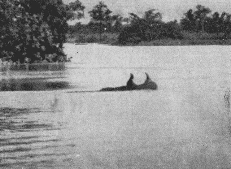 Фото 78. Уникальное фото носорога, переплывающего глубокое место. Над водой видны только уши, рог и нос